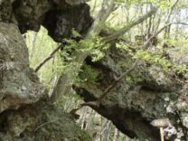 有笠山（会員山行）